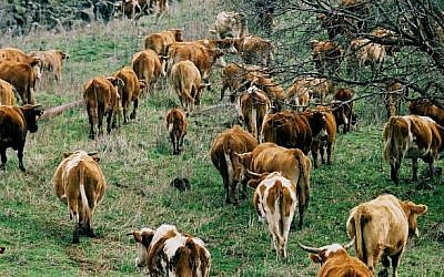 A herd of cattle graze in the Golan Heights (Moshe Shai/Flash90)