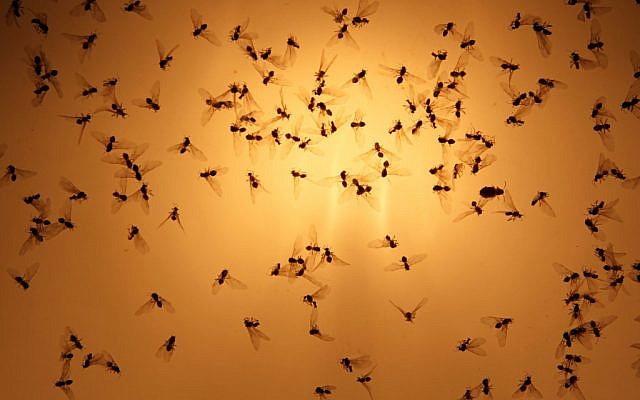 Flies seen at sunset. (Nati Shohat/Flash90)