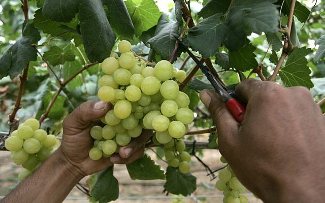 Harvesting grapes (photo credit: Rahim Katib/Flash 90)