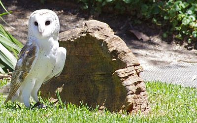 Illustrative photo of a Barn Owl. (photo credit: CC BY-SA paddynapper, Flickr)