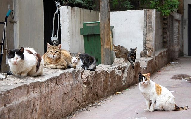 Cats (illustrative photo credit: Rachael Cerrotti/Flash90)