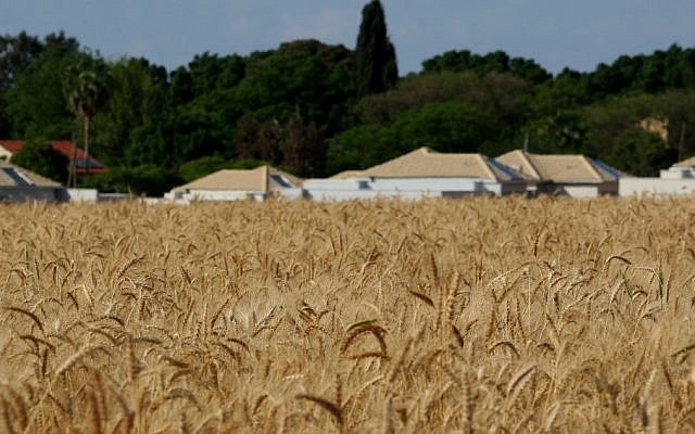 Wheat fields near Kibbutz Einat in central Israel (Photo credit: Moshe Shai/Flash90)