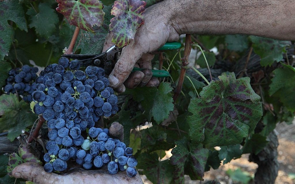 Illustrative photo of wine grapes. (Yaakov Naumi/Flash90)
