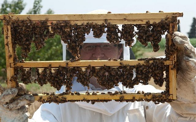 Raising queen bees (Courtesy Black Bear Honey/photo credit: Stephen Epstein)