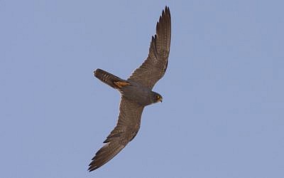 A black falcon flying over the Negev (photo credit: Meidad Gorden/Hanegev regional Council)