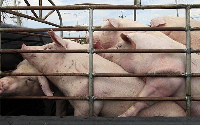 These pigs help save human ears (Photo credit: Nati Shohat/Flash90)