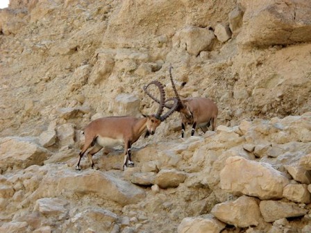 Ibex mengunci tanduknya di Nahal David (foto: kesopanan)