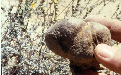 Illustrative: A chunk of cmehin, or desert truffle (Courtesy Flora of Israel Online/Hebrew University of Jerusalem)