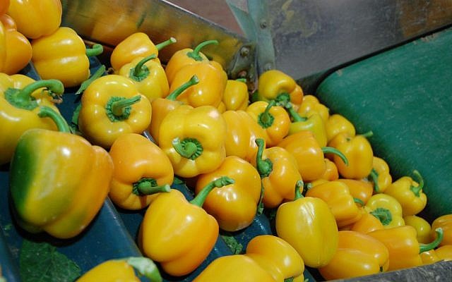 Spy Tech Used To Inspect Bell Peppers The Times Of Israel