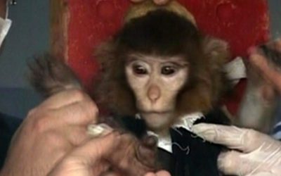 Iranian scientists surround a monkey ahead of a space launch. Iran said it had successfully sent the monkey into space on Monday, Jan. 28, 2013, describing the launch as another step toward Tehran's goal of a manned space flight. (photo credit: AP/AP Video)