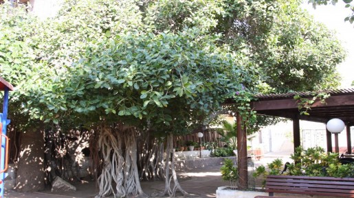Bengali fig tree, Jaffa (photo credit: Shmuel Bar-Am)