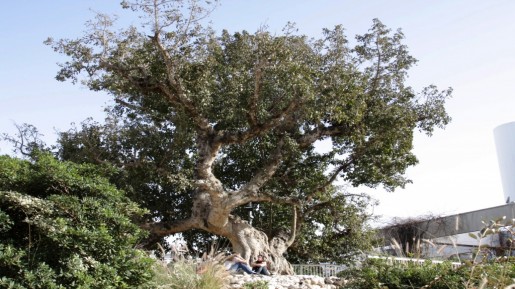 Sycamore fig tree, Tel Aviv (photo credit: Shmuel Bar-Am)