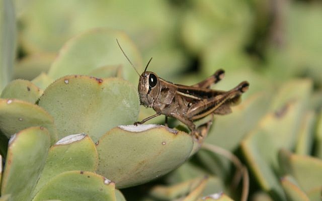 A locust sitting on a cactus. (Anna Kaplan/ Flash90)