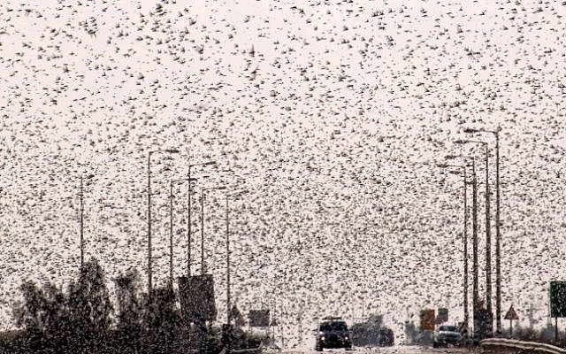 Swarms of locusts seen flying over Ramat Negev on March 5, 2013. (Dudu Greenspan/Flash90)