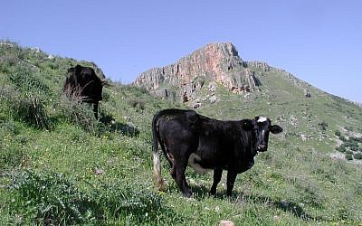 Cows on Mount Arbel (photo credit: Shmuel Bar-Am) 