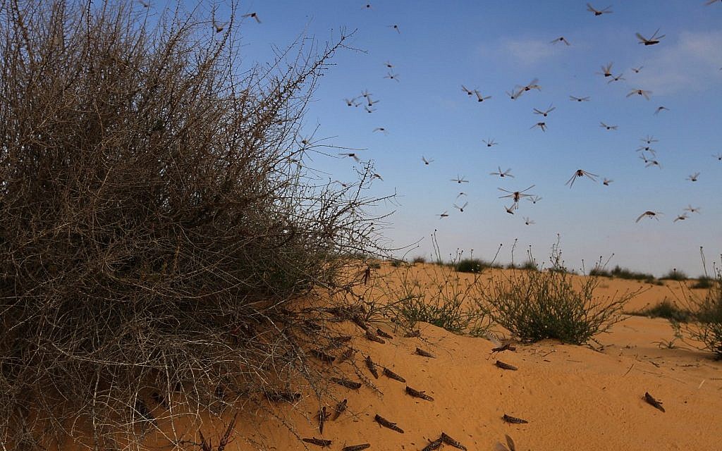 locust swarm gif