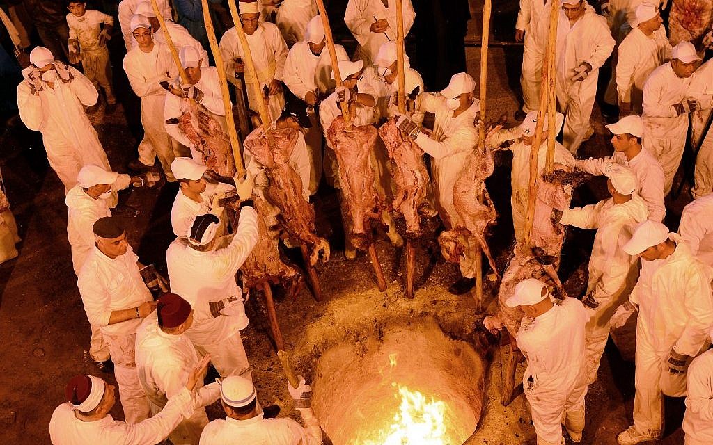Samaritan worshipers insert their skewered Passover sacrifices into the ove...
