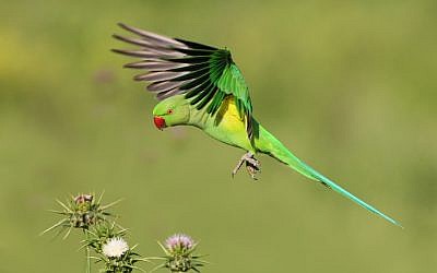 An invasive ring-necked parakeet in Israel. (Doron Hoffman, Society for the Protection of Nature in Israel)