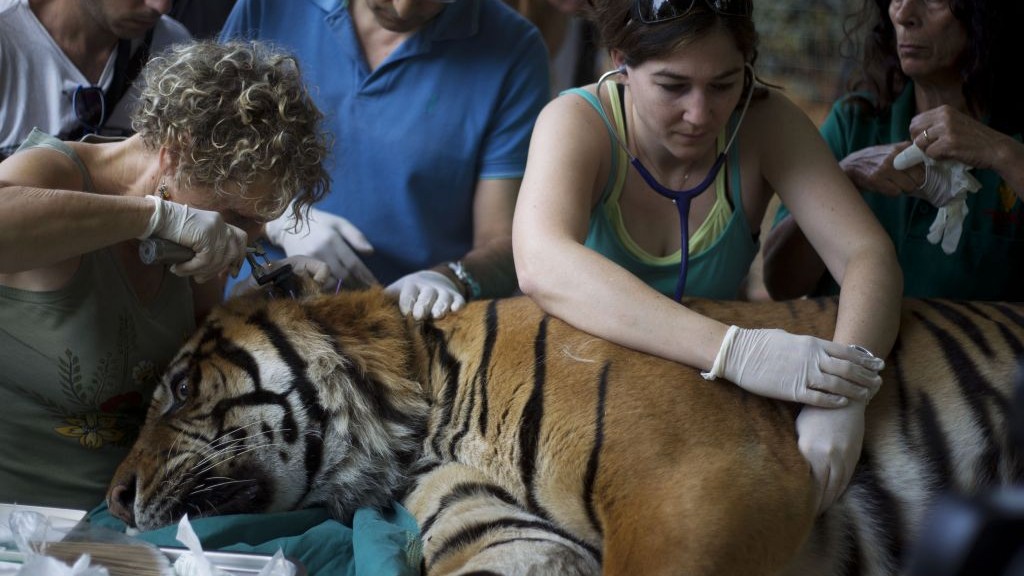 Veterinarian Gila Tzur, left, examines Pedang, a 14-year-old male Sumatran tiger that has been suffering from chronic ear problems, as it goes through a holistic treatment based on acupuncture at different points in his body and ears in the Ramat Gan Safari near Tel Aviv, Israel, Sunday, June 9, 2013. (photo credit: AP/Ariel Schalit)