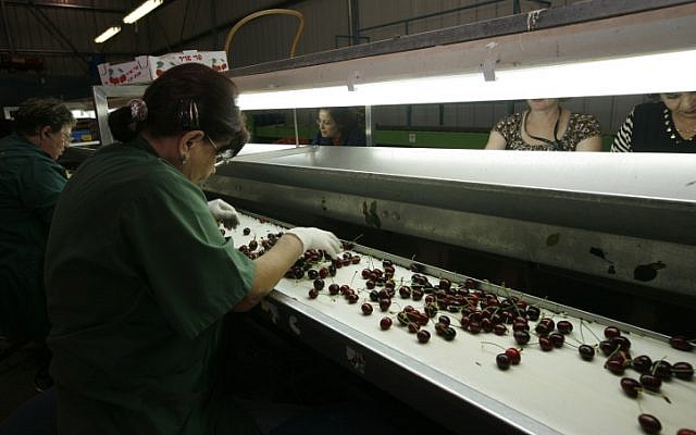 Workers at a cherry factory in a West Bank settlement, May 25, 2009. (Miriam Alster/Flash90)
