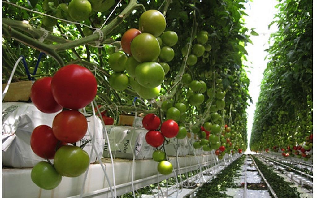 A net greenhouse in Los Pinos, Mexico, the largest greenhouse tomato project in the country, developed with Israel's Netafim drip irrigation and greenhouse technology. (courtesy, Netafim)