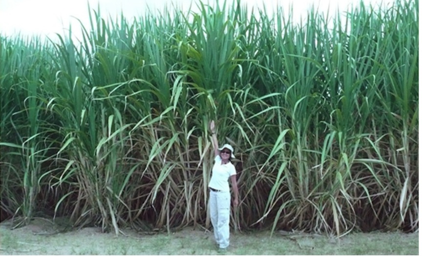 A sugar cane project in Peru using Netafim drip irrigation systems (Photo credit: Courtesy Netafim)