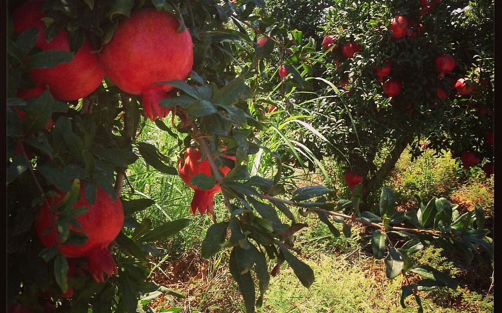 Illustrative: Ruby-red Rosh Pered pomegranates, growing near Binyamina, just north of Caesaraea (photo credit: Jessica Steinberg/Times of Israel)