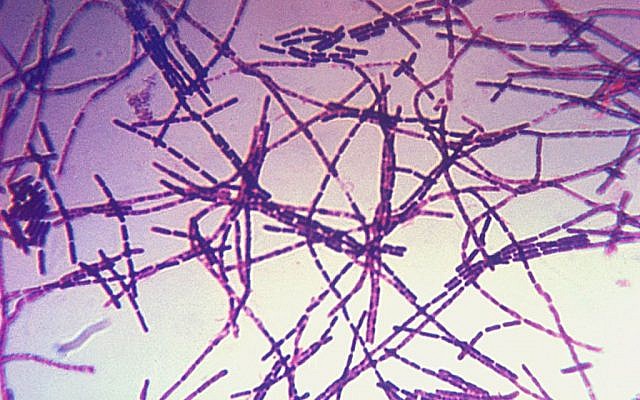 A photomicrograph of Bacillus anthracis bacteria, the cause of the anthrax disease (Centers for Disease Control and Prevention, US Department of Health and Human Services/Wikipedia Commons)