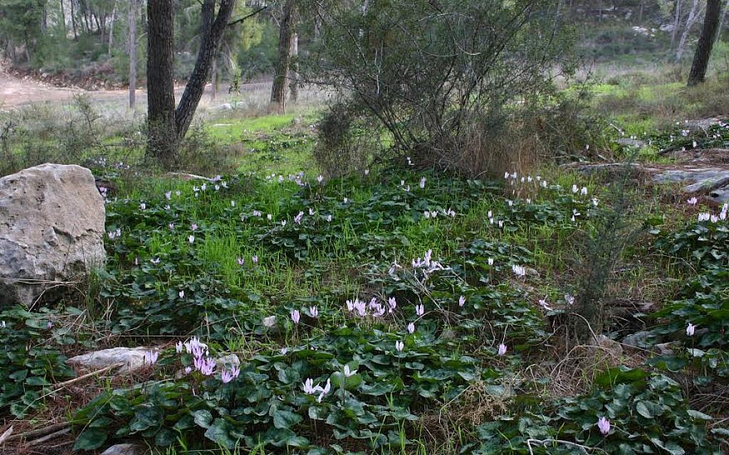 Cyclamen in bloom at Angels' Forest (photo credit: Shmuel Bar-Am)