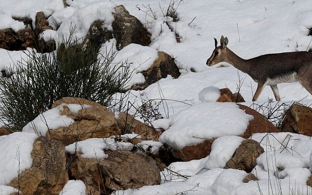 A deer is seen in the Jerusalem mountains area after three days of heavy snowfall in Jerusalem on Saturday, December 14, 2013. (photo credit: Nati Shohat/Flash 90)