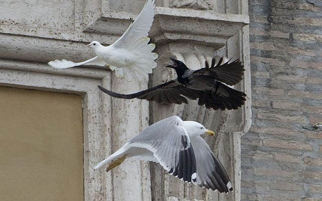 A dove which was freed by children flanking  Pope Francis is chased by a black crow and a seagull at the Vatican, Sunday, Jan. 26, 2014.  (photo credit: AP/Gregorio Borgia)