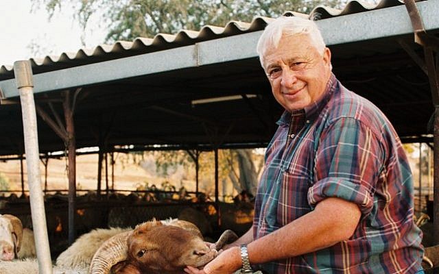 Ariel Sharon tending to the livestock on his Sycamore Ranch in 1993. (photo credit: Gideon Markowicz/Flash90)