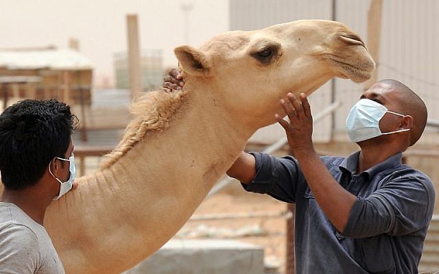 An Indian worker wears a mouth and nose mask as he touches a camel at his employer's farm, outside Riyadh, Saudi Arabia, on May 12, 2014. (photo credit: AFP/Fayez Nureldine)