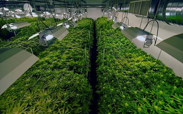 Rows and rows of medical 'Mary Jane.' (courtesy) 