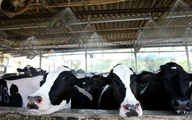 Cows in a dairy barn in Kibbutz Gilgal, located in the Jordan Valley, July 15, 2012. (Miriam Alster/FLASH90)