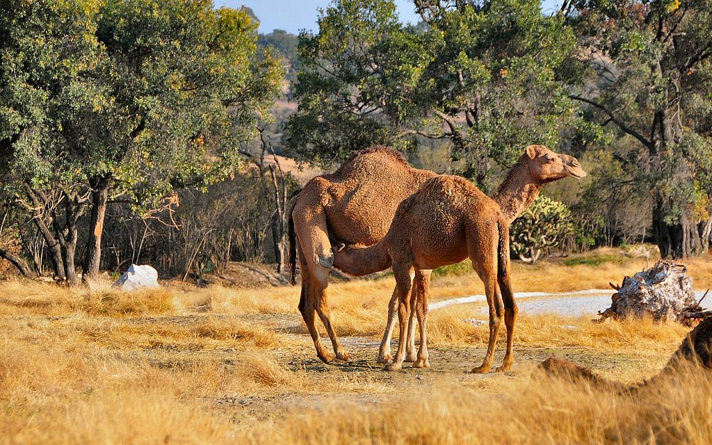 Camel kills US man in Mexico | The Times of Israel