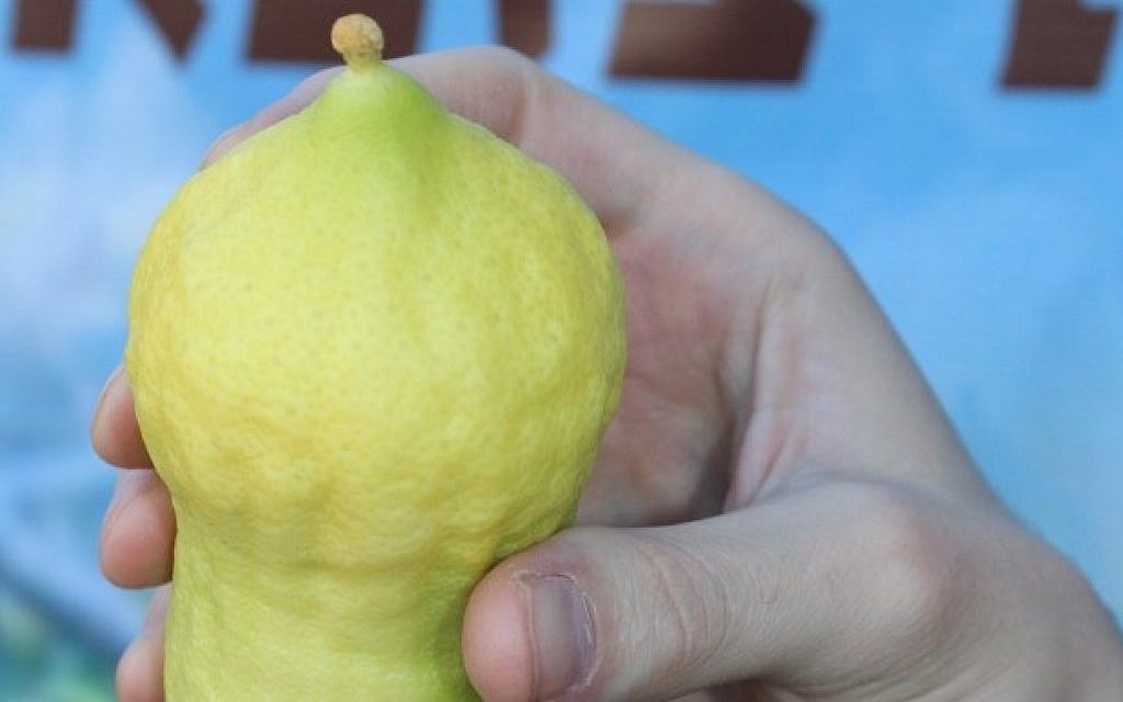 From Morocco to New York, the quest for the perfect etrog | The Times of Israel