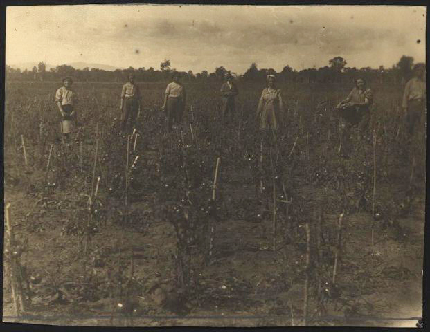 Undated image of Jewish pioneer farmers in the Soviet Union's Jewish Autonomous Region. (courtesy)