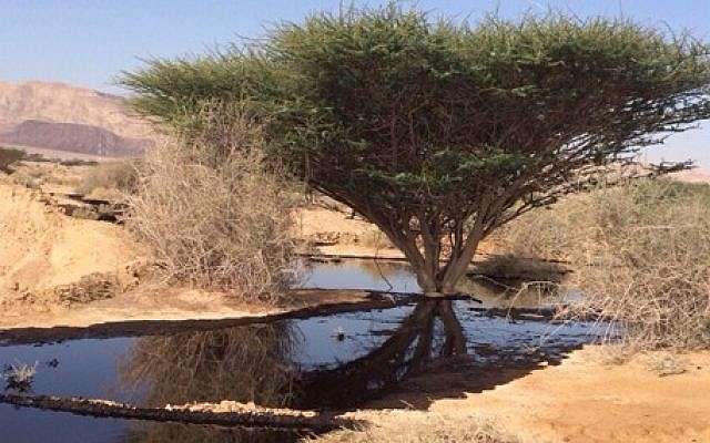 An oil spill in the Arava area of southern Israel, on December 4, 2014. (Nature and Parks Authority)