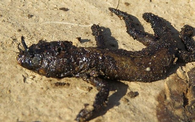 A lizard covered in oil on December 16, 2014, three weeks after the huge oil spill in the Arava desert of southern Israel (photo credit: Roy Talbi/Israeli Environmental Protection Ministry)