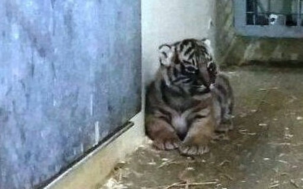 Rare tiger cubs in zoo hospital