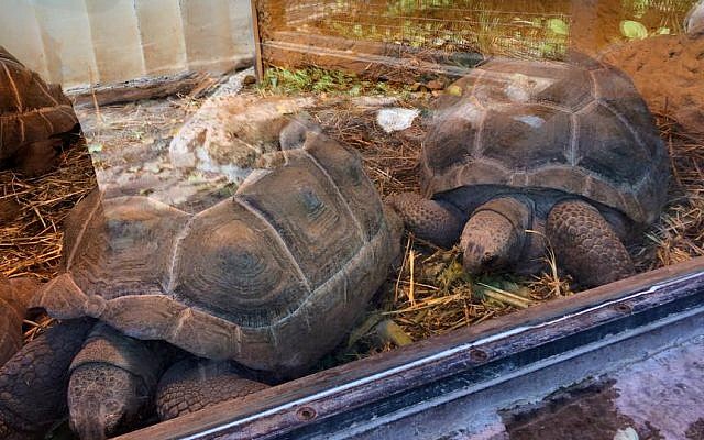 Aldabra giant tortoises at Jerusalem Biblical Zoo will be transferred to the zoo's clinic if electrical heating system in its house fails during snowstorm. January 5, 2015. (photo credit: Renee Ghert-Zand/Times of Israel)