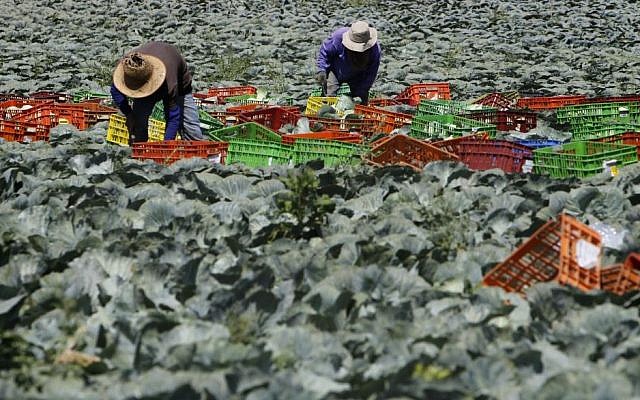 Thai agricultural workers working in a cabbage field near Kibbutz Beerim in southern Israel. July 16, 2014. (Miriam Alster/Flash90)