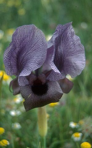 A Gilboa iris (photo credit: Shmuel Bar-Am)