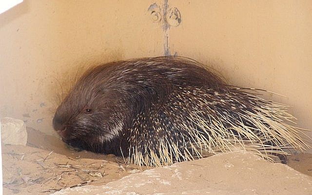 Indian crested porcupine (photo credit: Wikimedia Commons/ Felagund CC BY-SA 3.0)