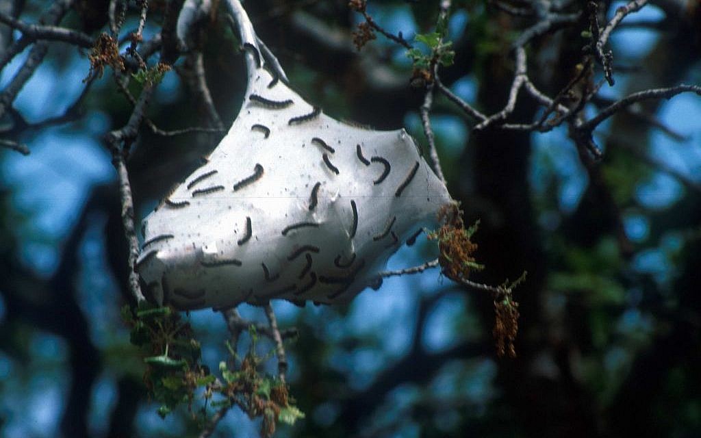 Cocoons made of larva fiber in the Beit Keshet Forest (photo credit: Shmuel Bar-Am)