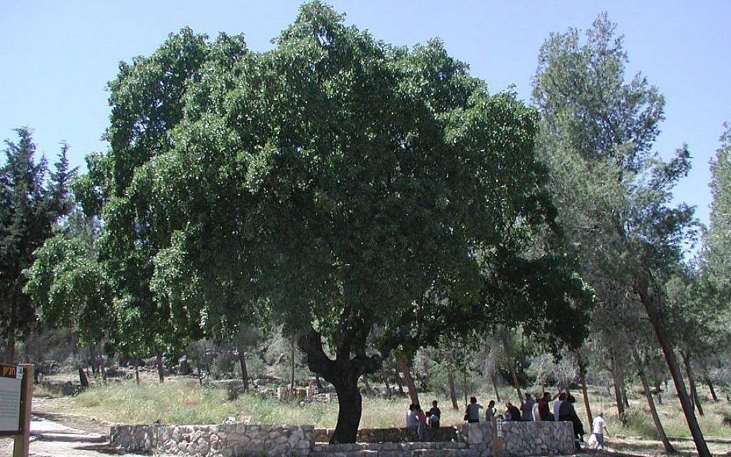 The Old Oak at the Beit Keshet picnic area. (Shmuel Bar-Am)