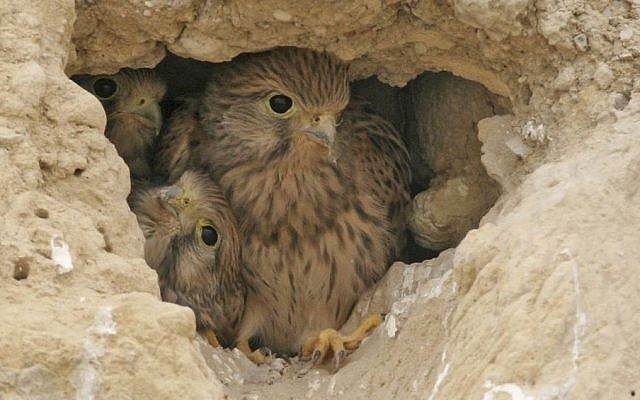 Illustrative photo of a falcon with its young (photo credit: Haim Shohat/Flash90)