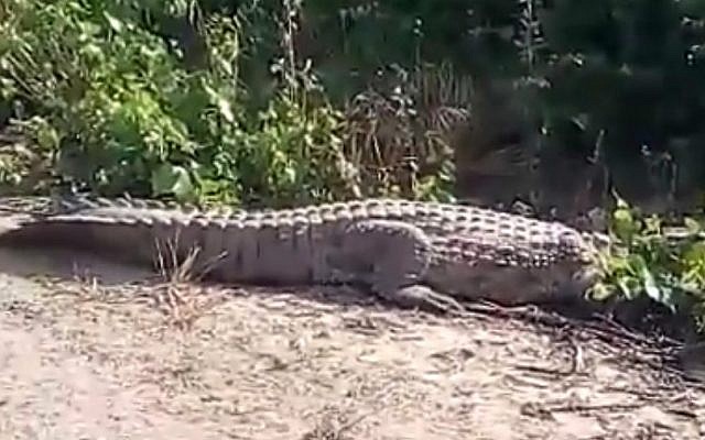 An escaped crocodile found near the northern Israeli community of Beit Hanania on May 9, 2015. (screen capture: YouTube)