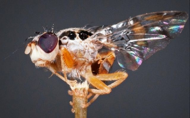 This BioBee sterile fly can help minimize the use of poisonous pesticides. (Courtesy BioBee)